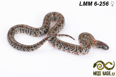 hadi na prodej, mládě, český chov hadů, odchov hadů, mojihadi.cz, lampropeltis mexicana mexicana, Mexican Kingsnake, korálovka mexická, granite germane linie, Nucha stripe, granite chadima line